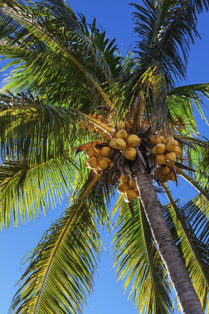 cocotier