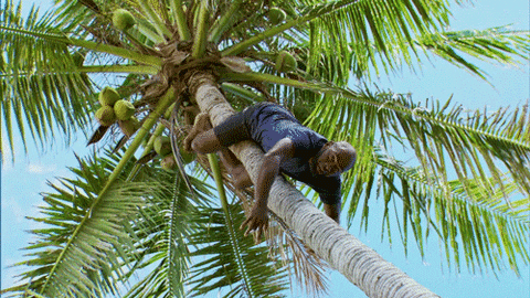 palmier coco tree